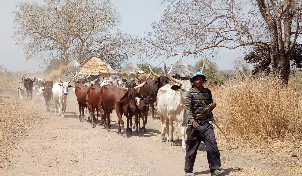 The sustainable futures of Senegalese drylands